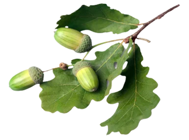 Bời Lời làm nhang sạch