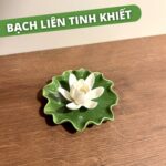 Bạch Liên Tinh Khiết