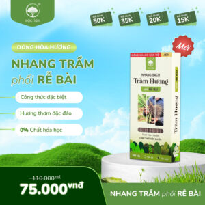 Nhang Sạch Hòa Hương – phối hợp giữa Trầm Hương thuần khiết và Rễ Bài ngọt dịu, tạo nên một mùi hương tinh tế, tròn đầy, vừa mới mẻ vừa gợi nhớ điều xưa cũ.